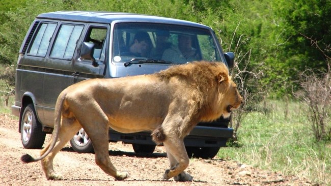 VW Kombi Game Viewing